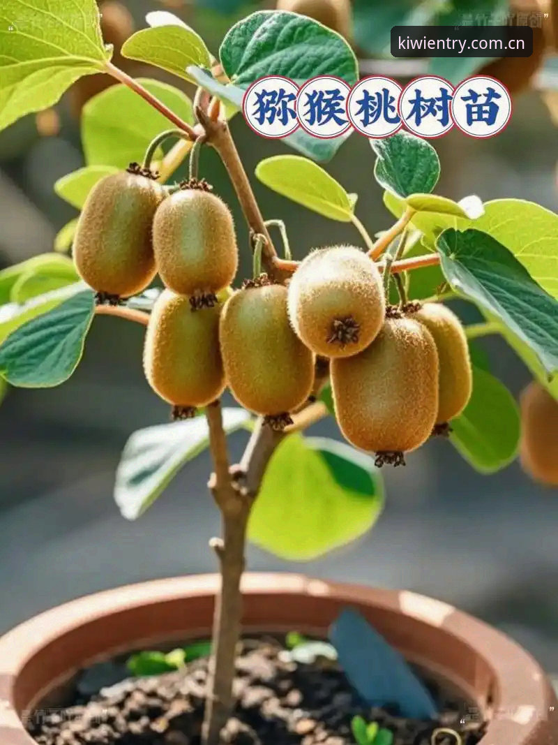 奇异果体育苹果下载 资深用户分享:奇异果体育苹果下载2025新版使用心得,从注册到提现全流程解析