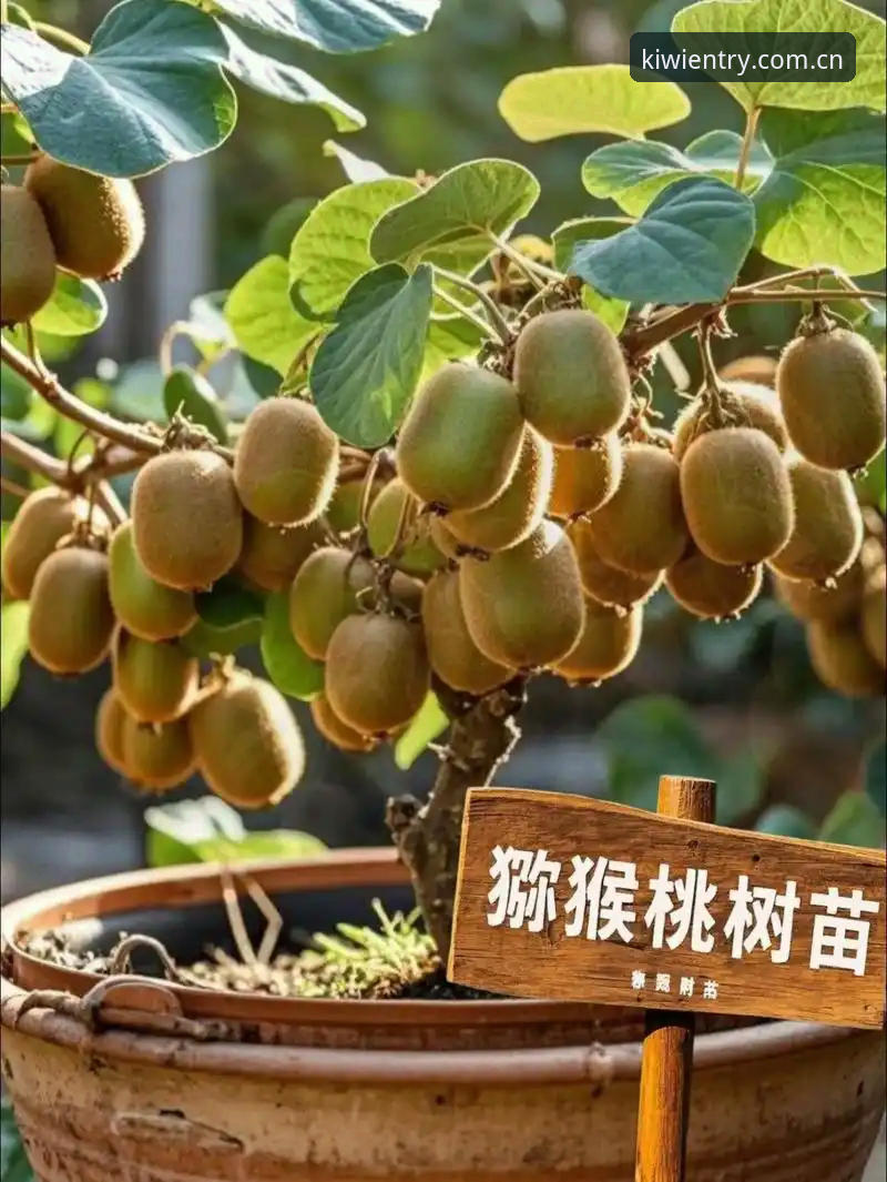 奇异果体育可靠吗最新动态：2025新版v2.4.2下载与账户安全趋势解读