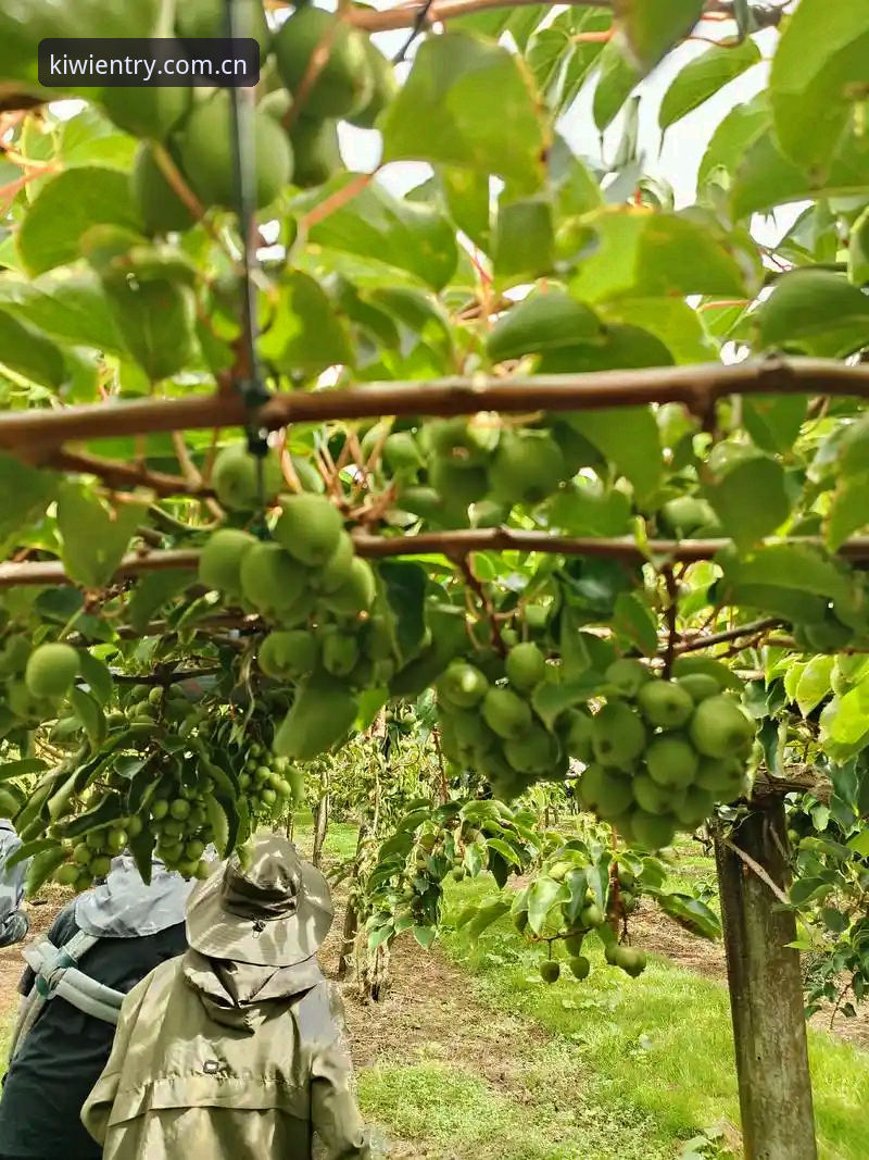 深度揭秘奇异果体育在线登录的技术细节与2025新版体验真相